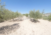 Non-developable land for sale in Novelda ref: TR339741 photo
