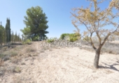 Non-developable land for sale in Novelda ref: TR339741 photo