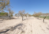Non-developable land for sale in Novelda ref: TR339741 photo