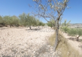 Non-developable land for sale in Novelda ref: TR339741 photo