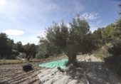 Rural estate for sale in Torremanzanas ref: TR371614 photo