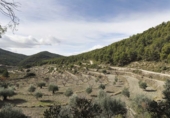Rural estate for sale in Torremanzanas ref: TR371614 photo