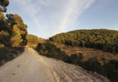 Rural estate for sale in Torremanzanas ref: TR371614 photo