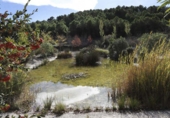 Rural estate for sale in Torremanzanas ref: TR371614 photo