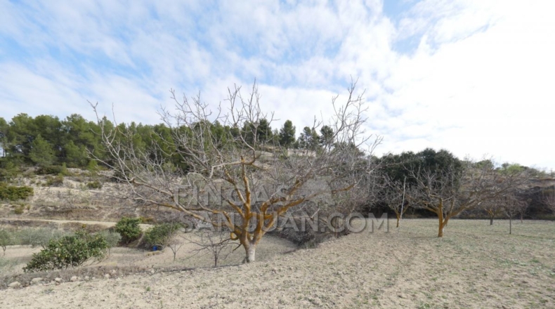 Alicante - Torremanzanas - 37252m2