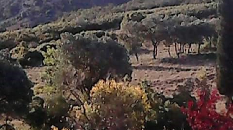 Castellón - Castelló de la Plana - 600m2