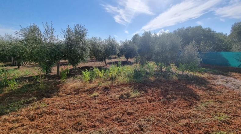 Castellón - Castelló de la Plana - 3500m2
