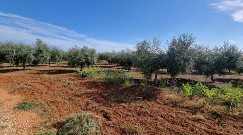 Castellón - Castelló de la Plana - 3500m2