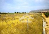 Terreno no urbanizable en venta en la España, Monforte del Cid, ref: TR99334 foto
