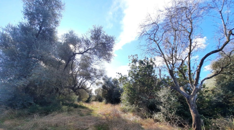 Tarragona - Ulldecona - 5842m2