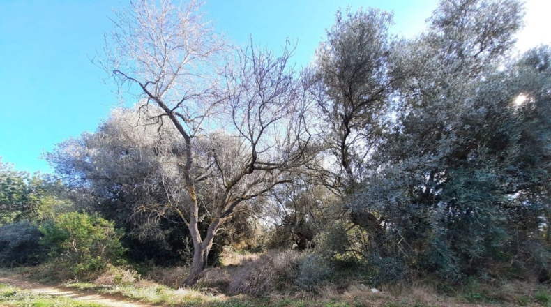 Tarragona - Ulldecona - 5842m2