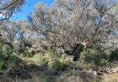 Земля на продажу у города Ulldecona Фото