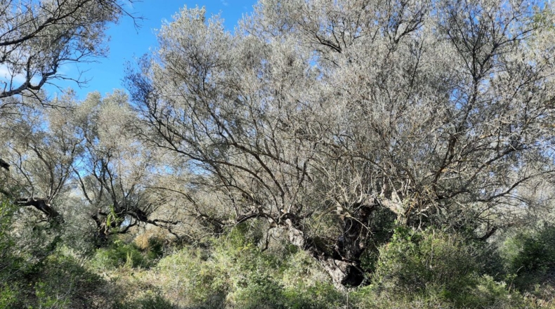 Tarragona - Ulldecona - 5842m2
