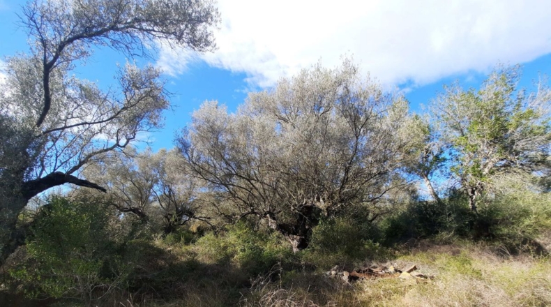 Tarragona - Ulldecona - 5842m2
