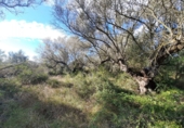 Земля на продажу у города Ulldecona Фото