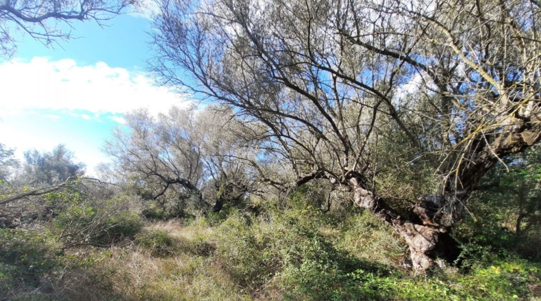Tarragona - Ulldecona - 5842m2