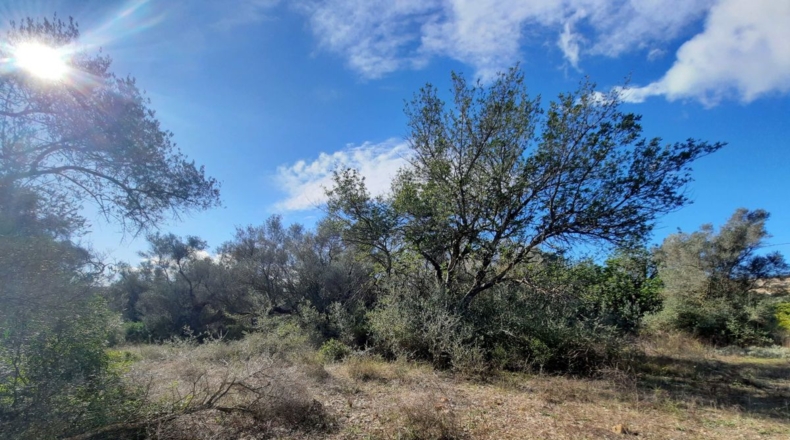 Tarragona - Ulldecona - 5842m2