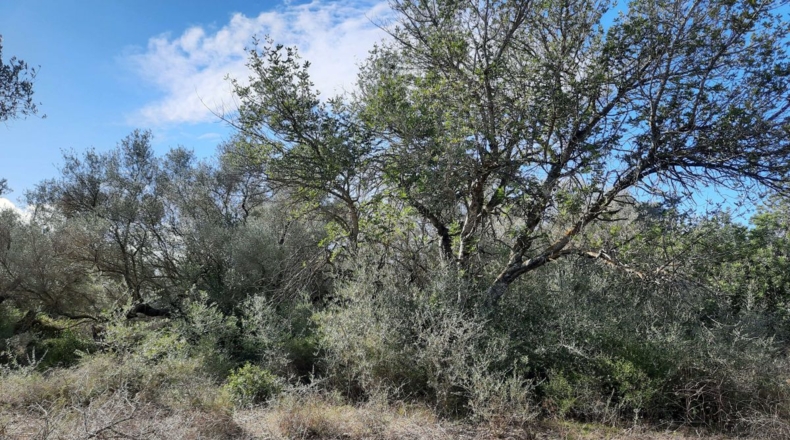 Tarragona - Ulldecona - 5842m2