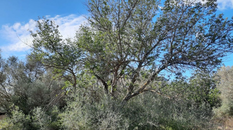 Tarragona - Ulldecona - 5842m2