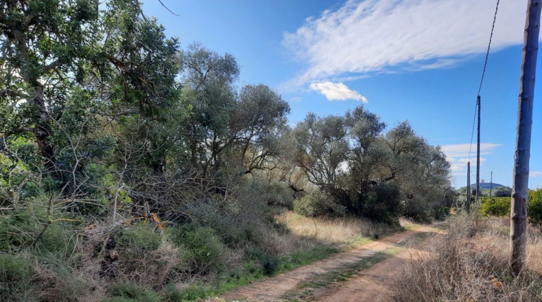 Tarragona - Ulldecona - 5842m2