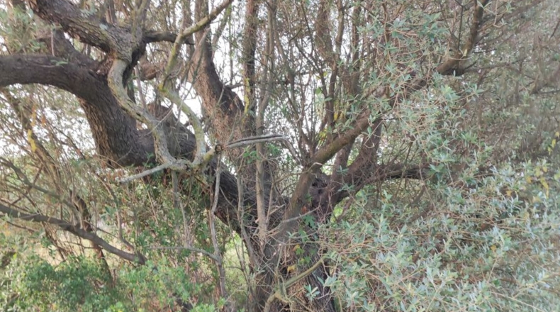 Tarragona - Ulldecona - 13533m2