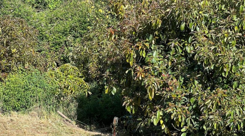 Málaga - Monte Elviria - 3000m2
