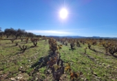 Village house for sale on España, Museros, ref: TR357444 photo