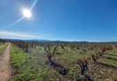 Village house for sale on España, Museros, ref: TR357444 photo