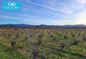Village house for sale on España, Museros, ref: TR357444 photo