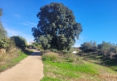 Village house for sale on España, Museros, ref: TR357444 photo