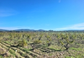 Village house for sale on España, Museros, ref: TR357444 photo