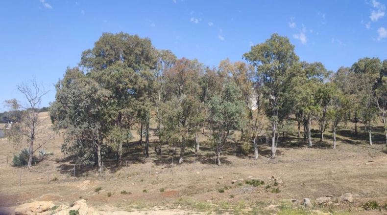 Sevilla - Alcalá de Guadaíra - 307m2