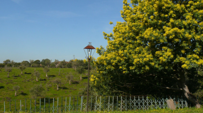 Cáceres - Madroñera - 40000m2