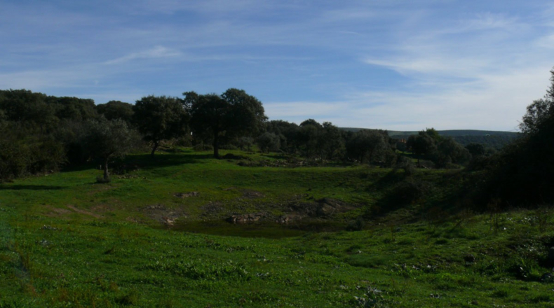 Cáceres - Madroñera - 40000m2