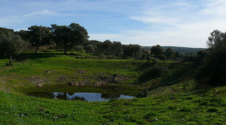 Cáceres - Madroñera - 40000m2