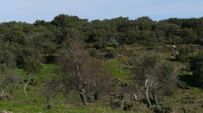 Cáceres - Madroñera - 40000m2