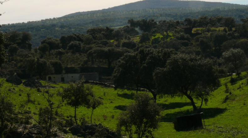 Cáceres - Madroñera - 40000m2