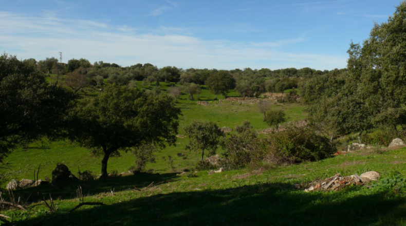 Cáceres - Madroñera - 40000m2