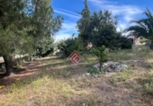 Non-developable land for sale in Trujillo ref: TR107586 photo