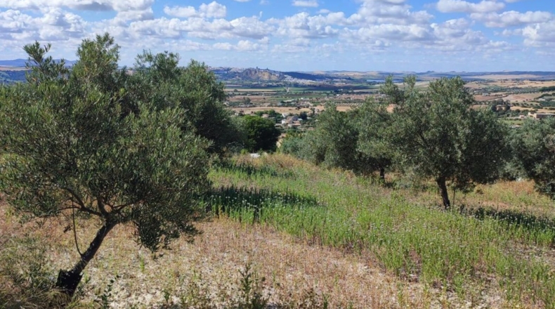 Cádiz - Arcos de la Frontera - 50000m2