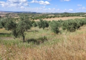 Finca rústica en venda a Arcos de la Frontera ref.: TR201378 foto