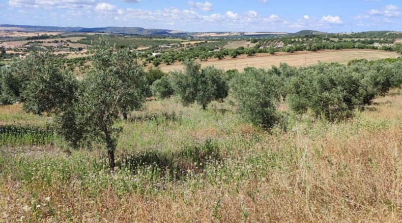 Cádiz - Arcos de la Frontera - 50000m2