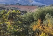 Finca rústica en venda a Arcos de la Frontera ref.: TR210272 foto