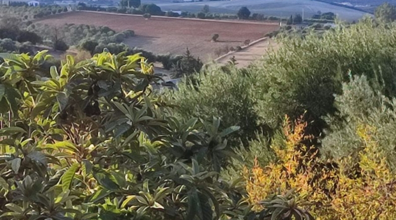 Cádiz - Arcos de la Frontera - 25000m2