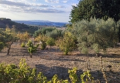 Finca rústica en venda a Arcos de la Frontera ref.: TR210272 foto