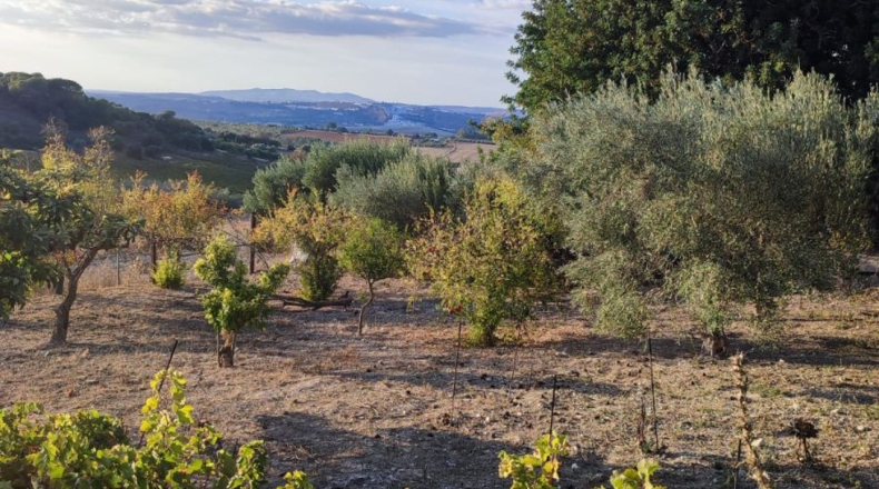 Cádiz - Arcos de la Frontera - 25000m2