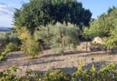 Finca rústica en venda a Arcos de la Frontera ref.: TR210272 foto