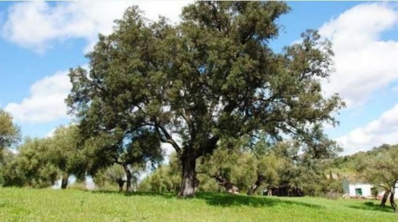 Cádiz - El Bosque - 25000m2
