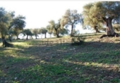 Finca rústica en venda a El Bosque ref.: TR208516 foto