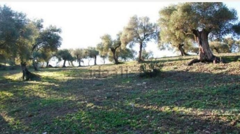 Cádiz - El Bosque - 25000m2